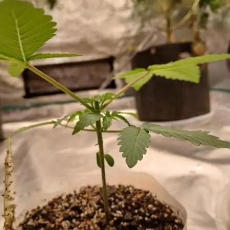White Widow (Royal Queen Seeds)