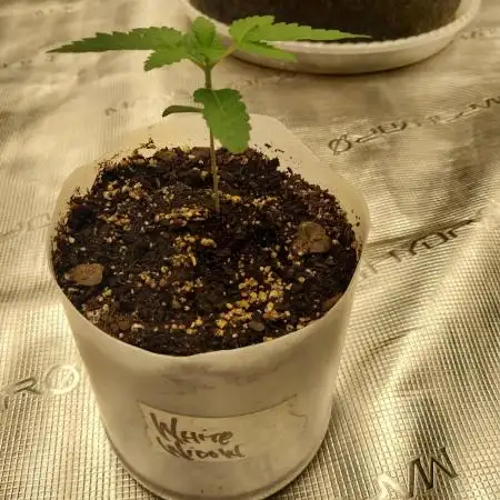 White Widow (Royal Queen Seeds)