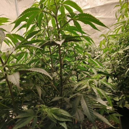 Blueberry Muffin (Humboldt Seeds)