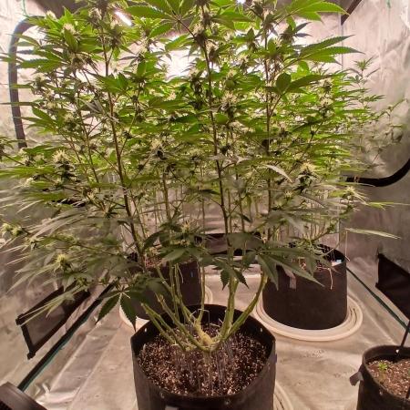 Blueberry Muffin (Humboldt Seeds)