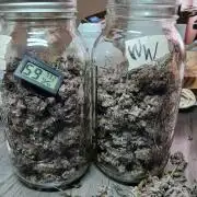 White Widow (Royal Queen Seeds)