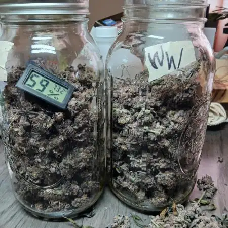 White Widow (Royal Queen Seeds)