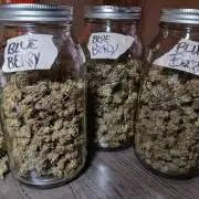 Blueberry Muffin (Humboldt Seeds)
