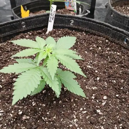 Blueberry Muffin (Humboldt Seeds)