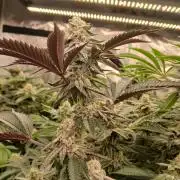 White Widow (Royal Queen Seeds)