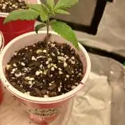 GMO Cookies (Zamnesia seeds)