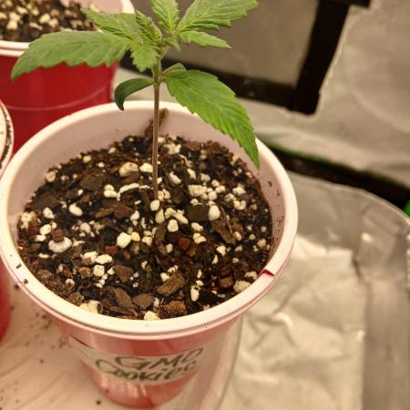 GMO Cookies (Zamnesia seeds)