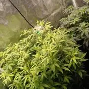 GMO Cookies (Zamnesia seeds)