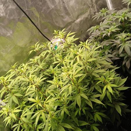 GMO Cookies (Zamnesia seeds)