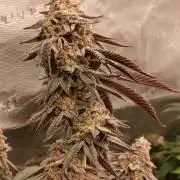 White Widow (Royal Queen Seeds)