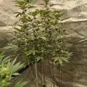 White Widow (Royal Queen Seeds)