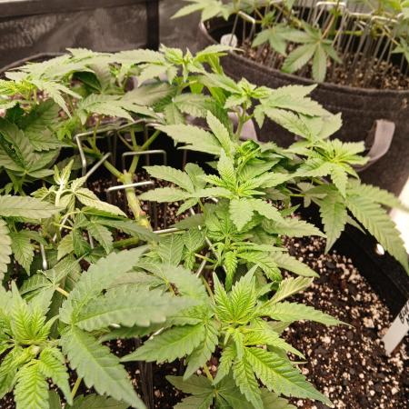 Blueberry Muffin (Humboldt Seeds)