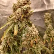 Blueberry Muffin (Humboldt Seeds)