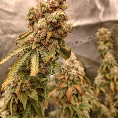 Blueberry Muffin (Humboldt Seeds)
