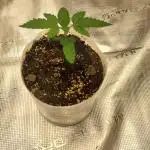 White Widow (Royal Queen Seeds)