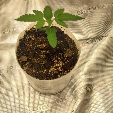 White Widow (Royal Queen Seeds)