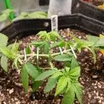White Widow (Royal Queen Seeds)