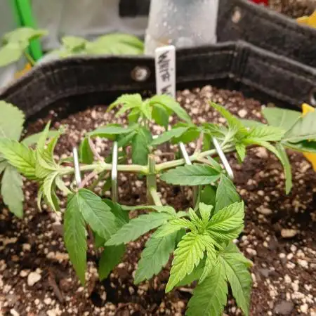 White Widow (Royal Queen Seeds)