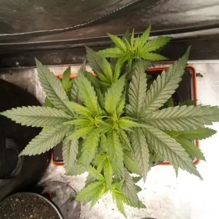 Pineapple Express (Kiwi, Organic Grown)
