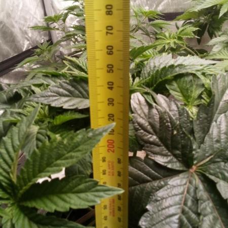 Zkittlez - Kiwi, Organic Grown