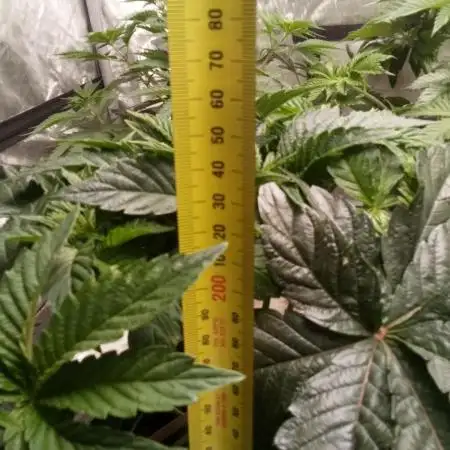 Zkittlez - Kiwi, Organic Grown