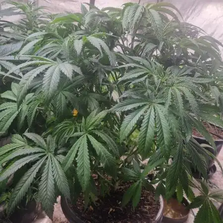 Hulk Zombie (Kiwi bred, Organic Grown)