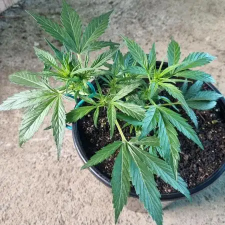 Choco Thai Auto (Kiwi, Organic Grow)