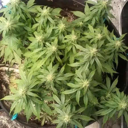 GG#4 Original Glue Auto (Kiwi, Organic)