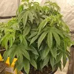 OG Kush, Fast Version, Kiwi Organic
