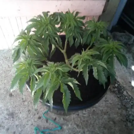 Wedding Gelato (Organic, Kiwi bred)