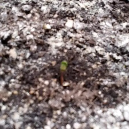 Choco Thai Auto (Kiwi, Organic Grow)