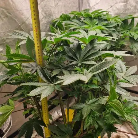 Zkittlez - Kiwi, Organic Grown