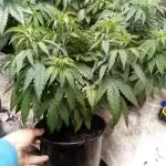 Pineapple Express (Kiwi, Organic Grown)
