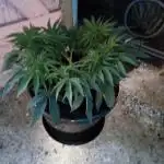 Sour Mac F1 (Kiwi, Organic Grown)