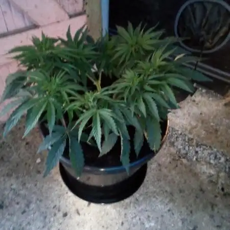 Sour Mac F1 (Kiwi, Organic Grown)
