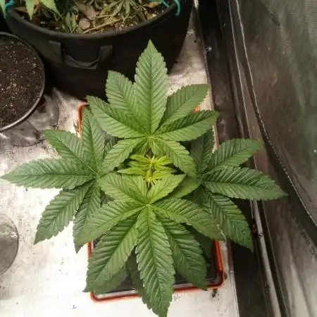 OG Kush, Fast Version, Kiwi Organic