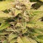 Zkittlez Autoflower -Kiwi, Organic Grown
