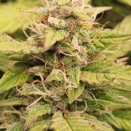 Zkittlez Autoflower -Kiwi, Organic Grown