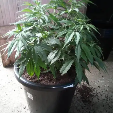 DDos#33 Kiwi, Organic, Grow!