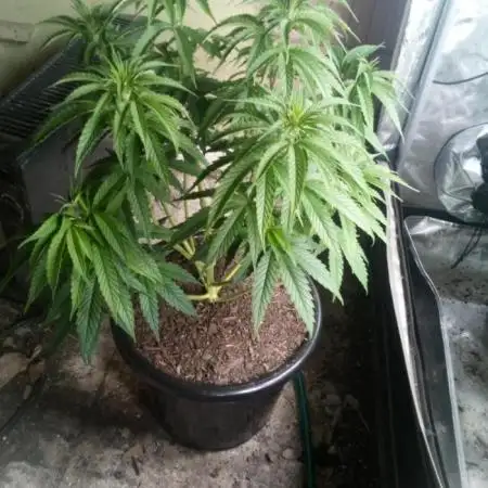 Pineapple Express (Kiwi, Organic Grown)