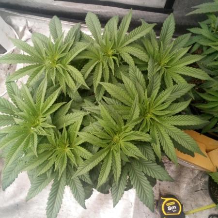 Blackberry Moonrocks Kiwi Organic Grown