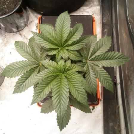 Zkittlez - Kiwi, Organic Grown