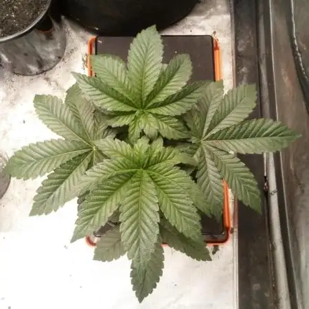 Zkittlez - Kiwi, Organic Grown
