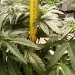 Pineapple Express (Kiwi, Organic Grown)