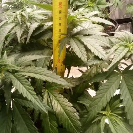 Pineapple Express (Kiwi, Organic Grown)