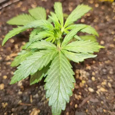 Choco Thai Auto (Kiwi, Organic Grow)