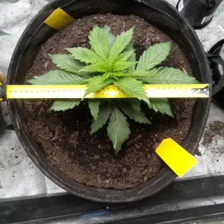 Sour Diesel Auto
