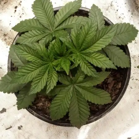 Zkittlez - Kiwi, Organic Grown