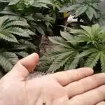 Sour Diesel Auto