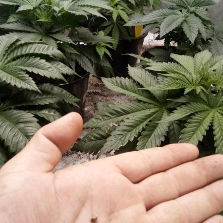 Sour Diesel Auto